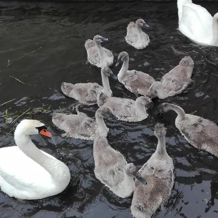 Bed & Breakfast Watervilla-albertje 4*