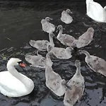 Bed & Breakfast Watervilla-albertje 4*