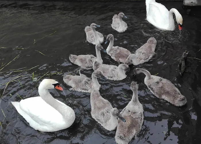 Alojamento de Acomodação e Pequeno-almoço Watervilla-albertje 4*